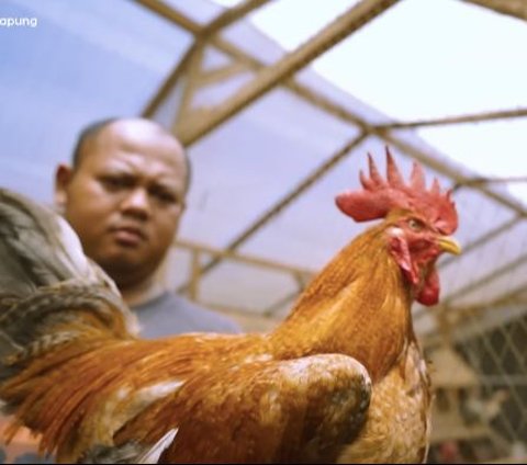 Resign di Dunia Pendidikan, Pria Ini Kini Sukses Berternak Ayam Kampung dan Buka Pelatihan