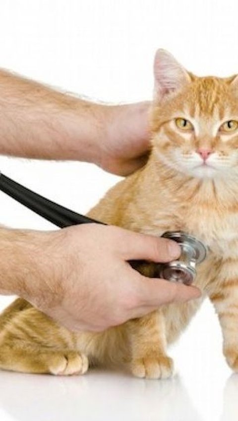 Penyebab Kucing Cacingan, Lengkap Beserta Gejala dan Cara Mengobatinya