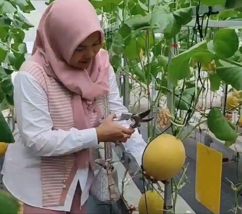 Petani Melon di Pangandaran Izinkan Warga Ngabuburit di Kebunnya, Bisa Petik Buah Sendiri dengan Harga Terjangkau