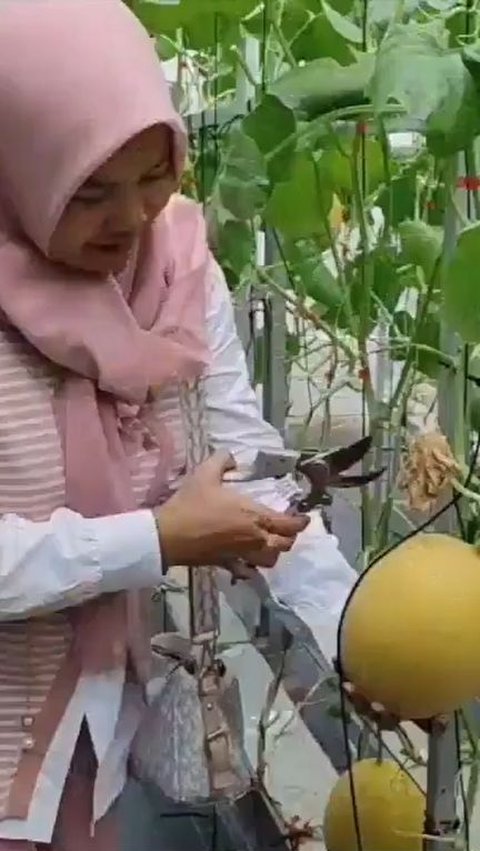 Petani Melon di Pangandaran Izinkan Warga Ngabuburit di Kebunnya, Bisa Petik Buah Sendiri dengan Harga Terjangkau