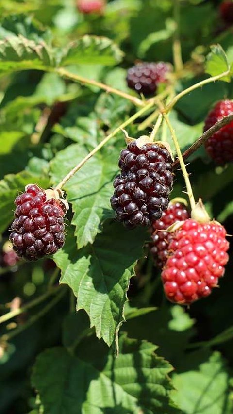 <b>8 Manfaat Boysenberry, Buah Hasil Persilangan dan Kaya Vitamin</b>