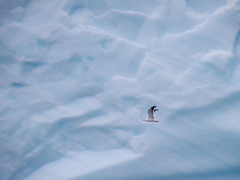 Penjelasan Sains Mengapa Antartika Disebut sebagai Gurun