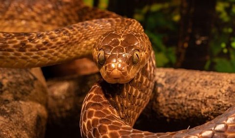 Selain ukurannya yang mengesankan, ular purba ini dapat memberikan wawasan tentang evolusi ular raksasa serupa. 