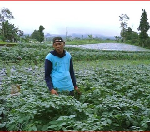Sempat Merantau ke Jakarta untuk Mengadu Nasib, Ini Kisah Sukses Petani Lereng Sumbing