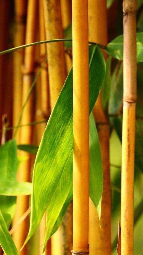 <b>Mitos Bambu Kuning, Jadi Pagar Gaib hingga Pembawa Keberuntungan</b>