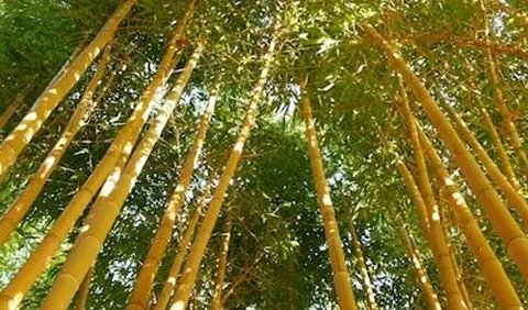 <b>Mitos Bambu Kuning</b>