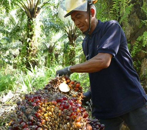 Kebun Sawit Terluas di Dunia Ternyata Ada di Indonesia, Ini Dia Perusahaan Pengelolanya