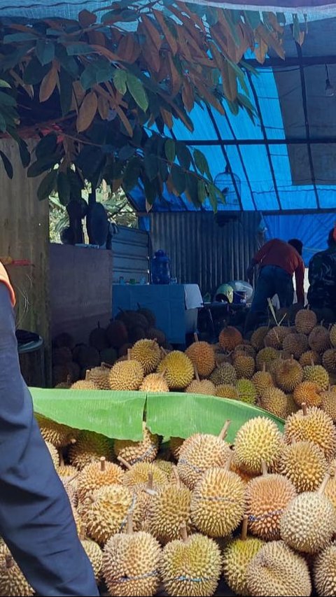 Istimewanya Durian Si Layung, Manis Legit dari Tasikmalaya yang Bikin Penikmatnya Terlena