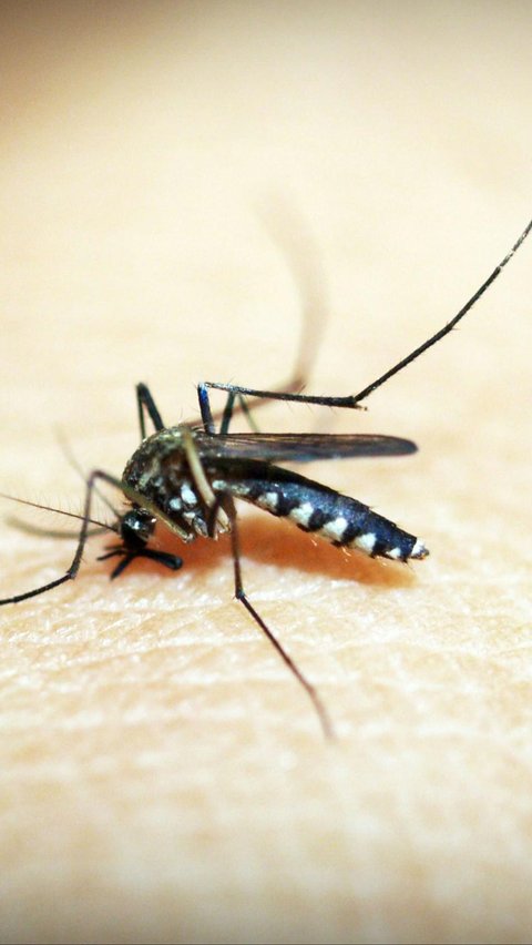 <div>7 Penyebab Malaria Kambuh yang Perlu Diwaspadai, Begini Cara Mengatasinya<br></div>