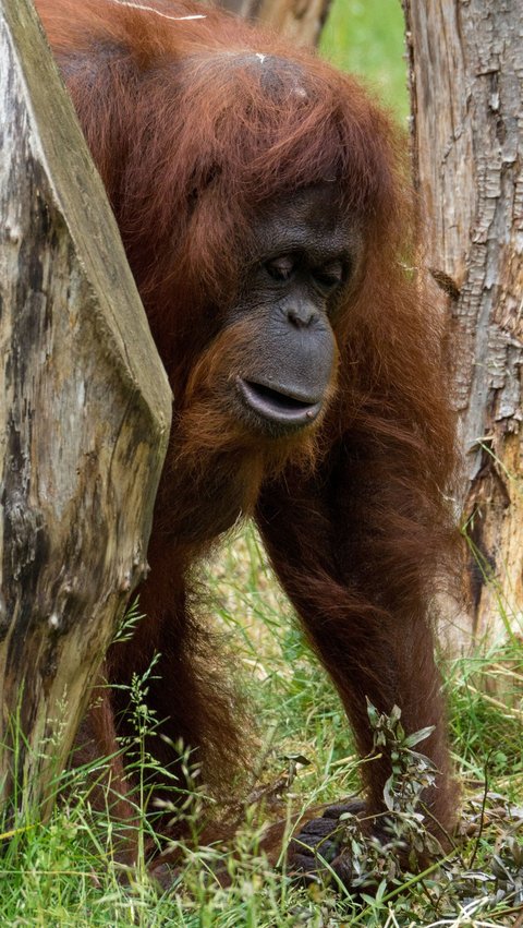 Mirip Manusia, Orang Utan Tertua di Dunia Ini Mulai Ompong, Makannya Bubur Lembut