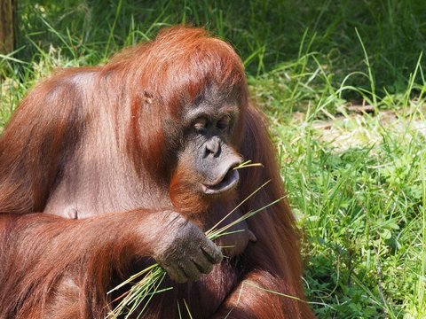 Mirip Manusia, Orang Utan Tertua di Dunia Ini Mulai Ompong, Makannya Bubur Lembut