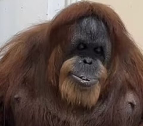 Mirip Manusia, Orang Utan Tertua di Dunia Ini Mulai Ompong, Makannya Bubur Lembut