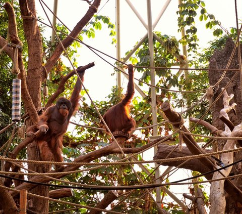 Mirip Manusia, Orang Utan Tertua di Dunia Ini Mulai Ompong, Makannya Bubur Lembut