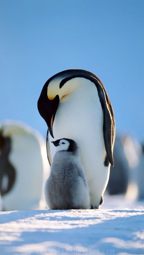 <b>25 April jadi Perayaan Hari Penguin Sedunia, Kenali Hewan Ini Lebih Dekat</b>