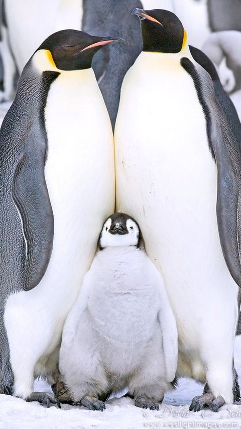 <b>Cara Merayakan Hari Penguin Sedunia</b>