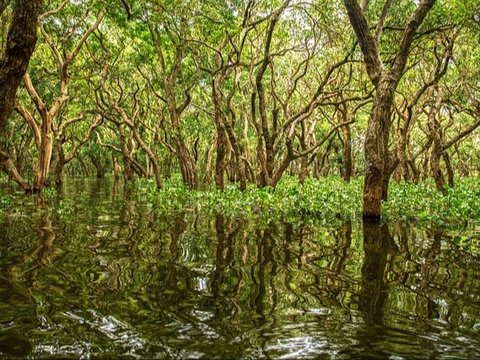 5. Hutan Mangrove Kulon Progo