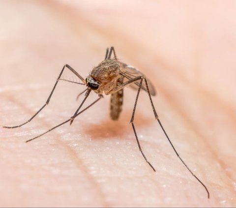 Sering Dianggap Penyakit yang Sama, Ini Perbedaan Malaria dan Demam Berdarah
