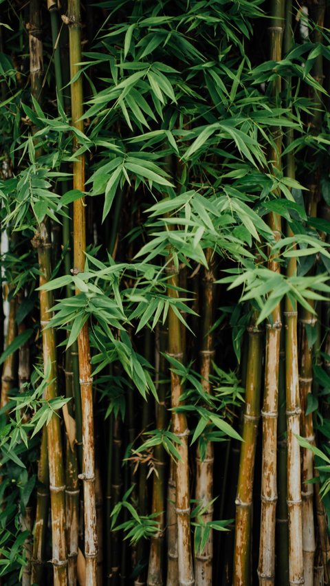 <b>8 Manfaat Daun Bambu bagi Kesehatan, Baik untuk Pencernaan</b>
