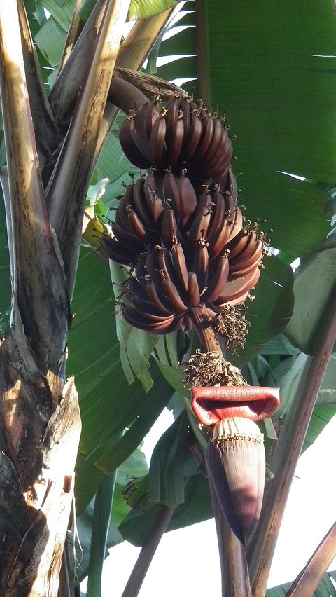 5 Mitos Pisang Merah di Indonesia, Bisa Jadi Pertanda Baik dan Buruk