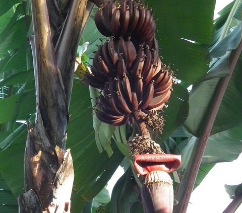 5 Mitos Pisang Merah di Indonesia, Bisa Jadi Pertanda Baik dan Buruk