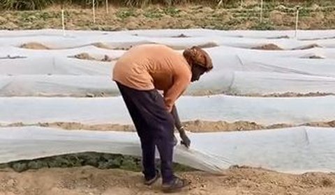 Terlihat para petani awalnya akan menyiapkan lahan yang akan ditanami semangka.