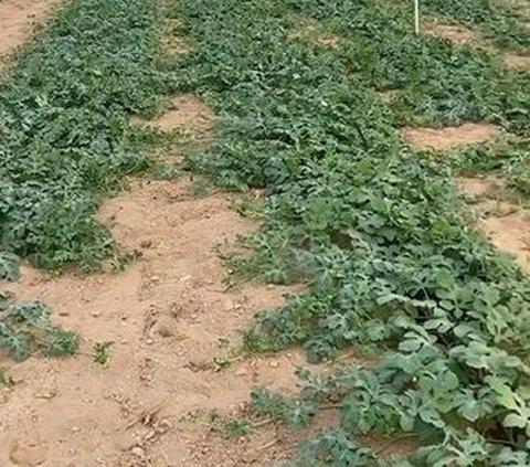 Terungkap Cara Petani di Arab Saudi Sulap Padang Pasir Menjadi Hijau, Subur Ditumbuhi Tanaman
