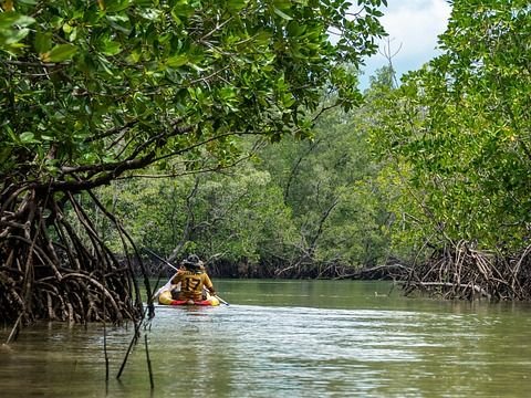 4. Hutan Mangrove Pantai Indah Kapuk