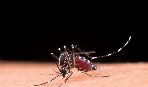 Chikungunya adalah infeksi virus yang ditandai dengan demam dan nyeri sendi secara mendadak. 