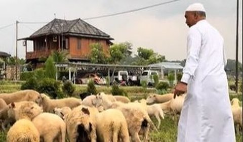 Menggunakan pakaian serba putih, Achmad terlihat mengatur puluhan ekor kambing di sebuah lahan.<br>