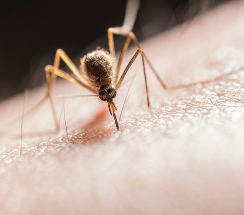 Kemenkes Sebut Kasus Malaria di Indonesia Menurun