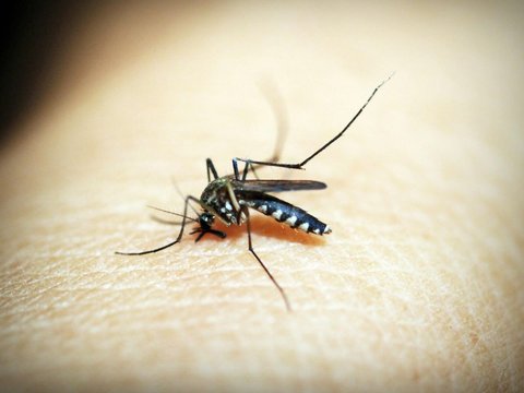 Kemenkes Sebut Kasus Malaria di Indonesia Menurun