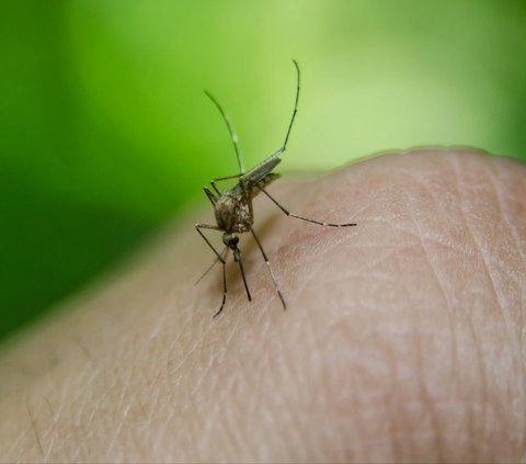 Kemenkes Sebut Kasus Malaria di Indonesia Menurun