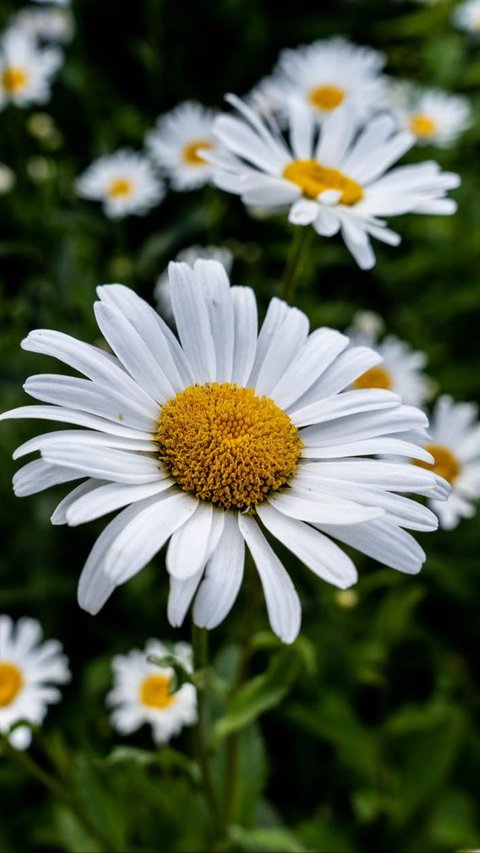 <b>2. Bunga Chamomile</b>