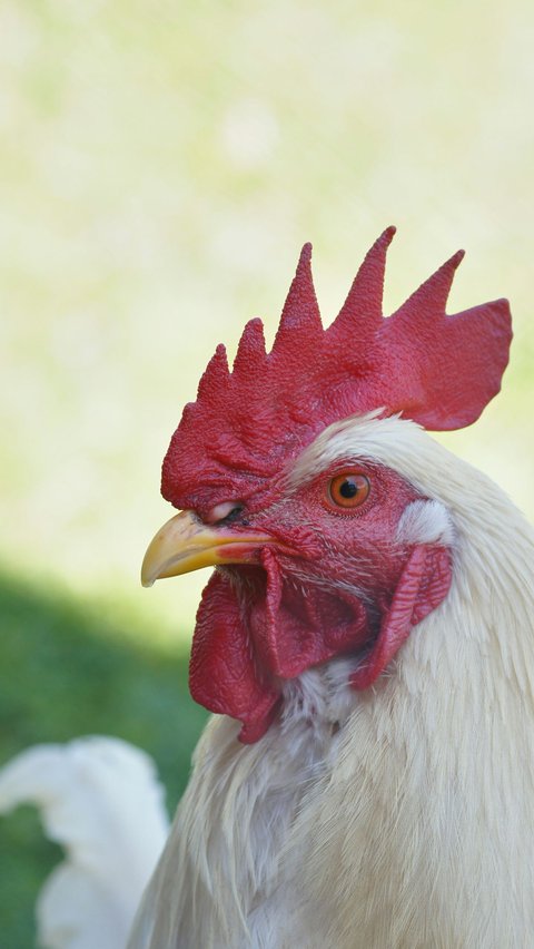 Wajah Ayam Ternyata juga Bisa Berubah Warna saat Marah, Ini Buktinya