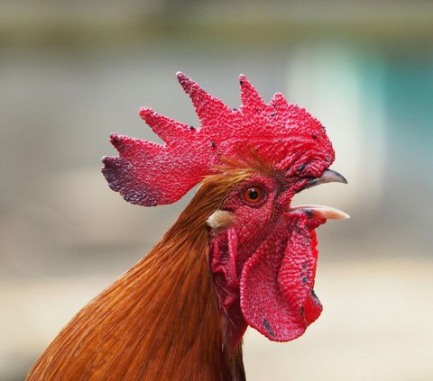 Wajah Ayam Ternyata juga Bisa Berubah Warna saat Marah, Ini Buktinya