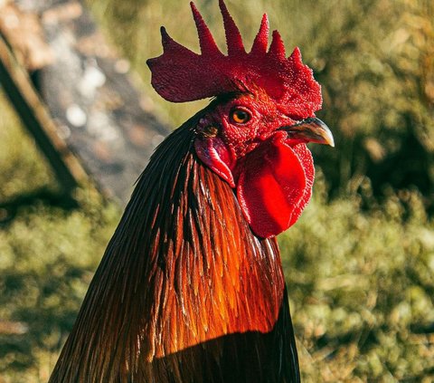 Wajah Ayam Ternyata juga Bisa Berubah Warna saat Marah, Ini Buktinya