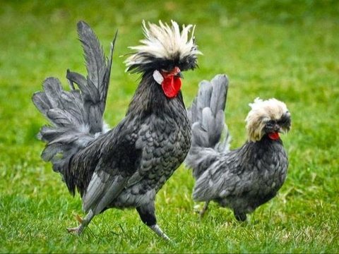 Kisah Pria Sidoarjo Budi Daya Ayam Polandia, Setiap Hari Mandikan Ayam hingga Keringkan Bulunya Pakai Hair Dryer