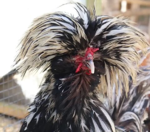 Kisah Pria Sidoarjo Budi Daya Ayam Polandia, Setiap Hari Mandikan Ayam hingga Keringkan Bulunya Pakai Hair Dryer