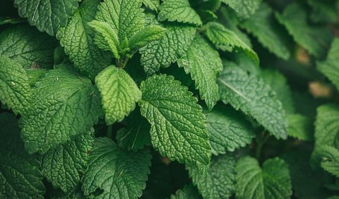 2. Minyak Daun Mint atau Peppermint Oil