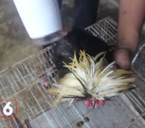 Kisah Pria Sidoarjo Budi Daya Ayam Polandia, Setiap Hari Mandikan Ayam hingga Keringkan Bulunya Pakai Hair Dryer