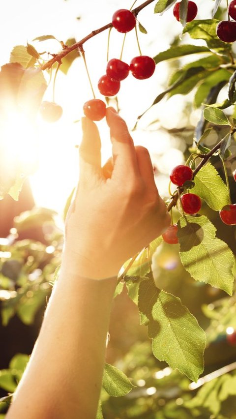 Mengenal Cherry Picking, Tindakan Abaikan Fakta Demi Memperkuat Argumen Pribadi