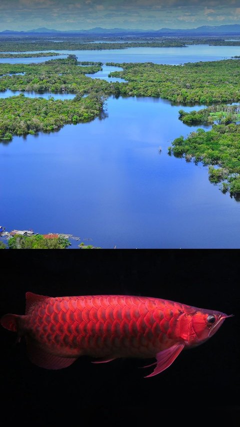 Mengunjungi Habitat Ikan Air Tawar Terlengkap di Dunia, Danau dengan Air Berwarna Hitam Kemerahan