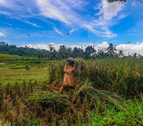 Petani memanen padi jenis Baligo di kawasan Sukamakmur, Bogor, Jawa Barat, Sabtu (27/4/2024).  Seusai Lebaran, harga beras di tingkat penggilingan saat ini mengalami penurunan cukup signifikan, dari awal bulan puasa seharga Rp12.500 per kilogram kini menjadi Rp10.500 per kilogram. Merdeka.com/Arie Basuki<br>