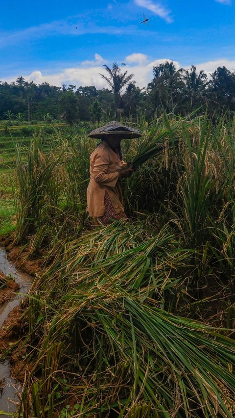 Penurunan harga beras ini terjadi karena panen raya yang sedang berlangsung di beberapa wilayah. Merdeka.com/Arie Basuki
