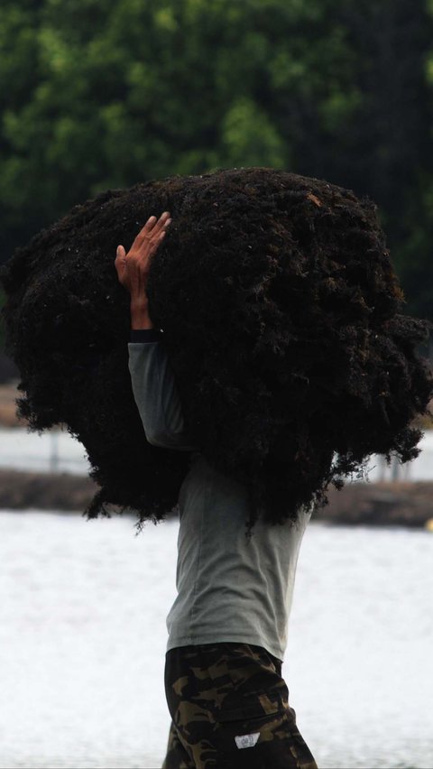 FOTO: Jerit Petani di Bekasi Keluhkan Harga Rumput Laut Anjlok