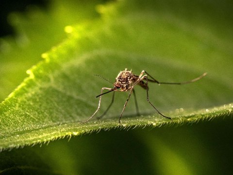 Segini Ternyata Jumlah Populasi Nyamuk di Seluruh Dunia