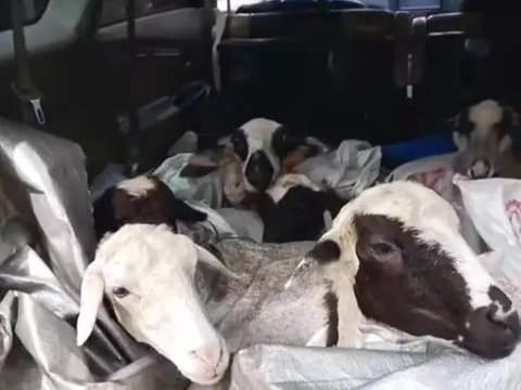 Mobil digunakan untuk membawa kambing yang siap disembelih