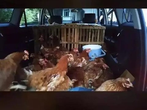 10. Saat Avanza digunakan untuk mengangkut belasan ekor ayam