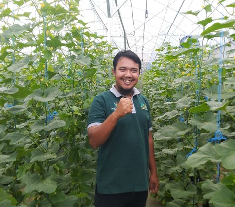 Curi Perhatian Berbagai Instansi, Ini Kisah Inspiratif Pemuda Asal Temanggung Kembangkan Pertanian Melon di Lereng Gunung Sindoro