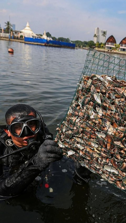 Relawan pencinta lingkungan saat akan meletakkan filter kerang hijau di Taman Impian Jaya Ancol, Jakarta, Minggu (28/4/2024). Foto: Liputan6.com / Angga Yuniar